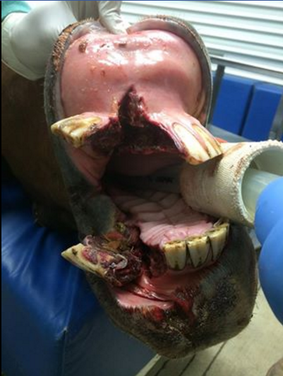 wild sex injured penis wild sex injured penis